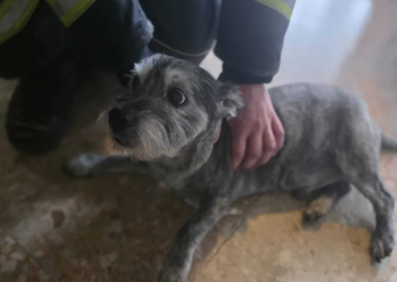 Nesvakidašnji pothvat zagrebačkih vatrogasaca: 'Kad smo vidjeli da je dobro, odmah je lakše'