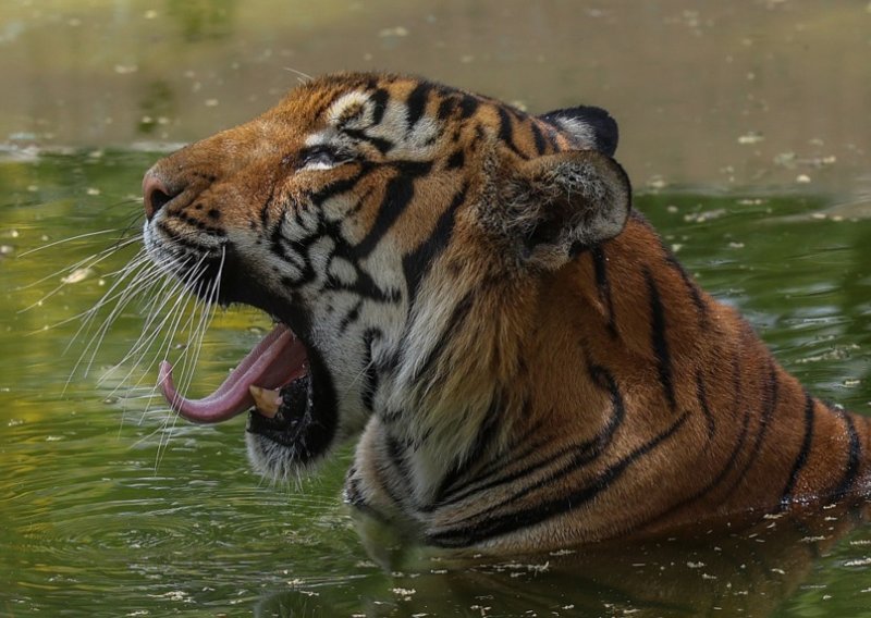 Užas u zoološkom vrtu: Muškarac uskočio među tigrove, nije dobro prošao
