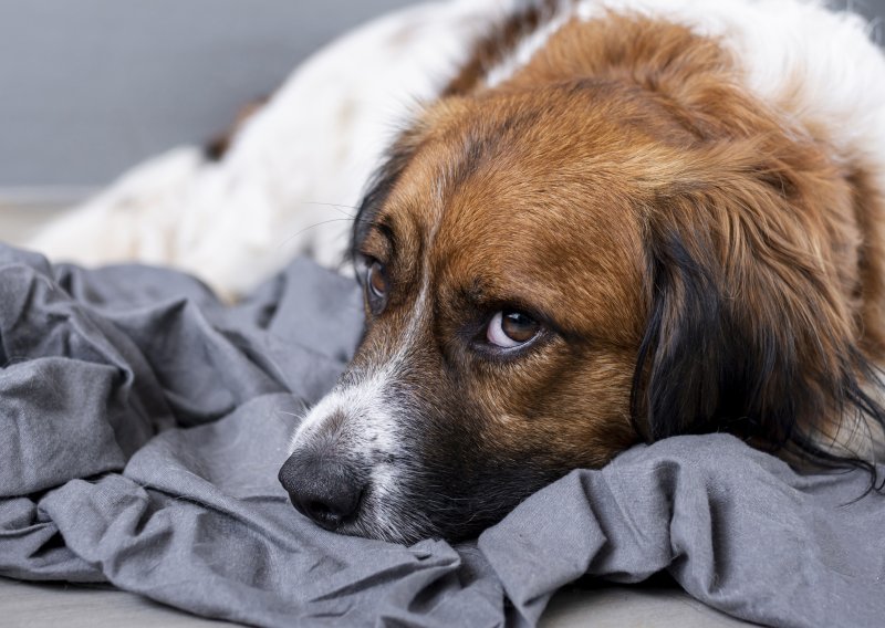 Tko će se brinuti o vašem ljubimcu ako vam se nešto dogodi? Usmeno obećanje nije dovoljno