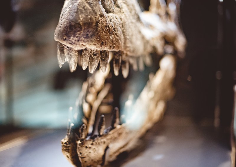 Gotovo 100 godina bio je zaboravljen u muzejskoj ladici, a onda je pomogao otkriti novog dinosaura
