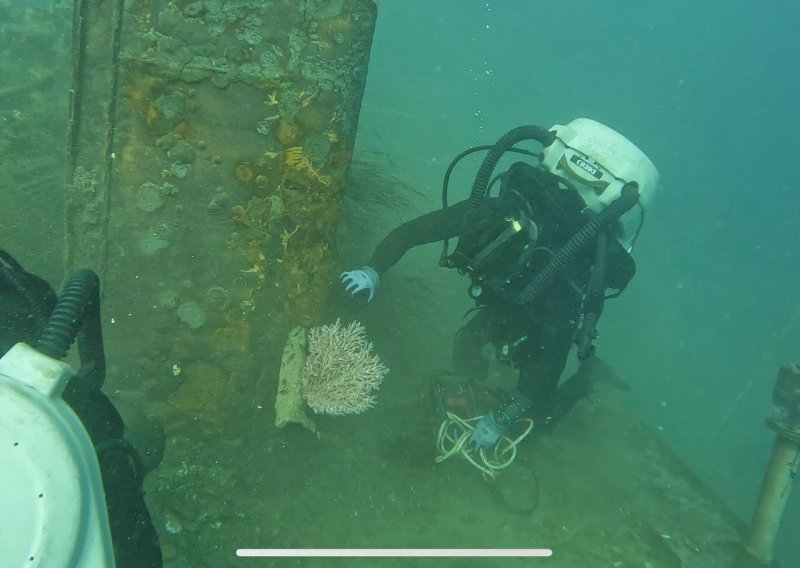 Znanstvenici oduševljeni: U olupinama brodova iz Drugog svjetskog rata otkrili nešto neočekivano