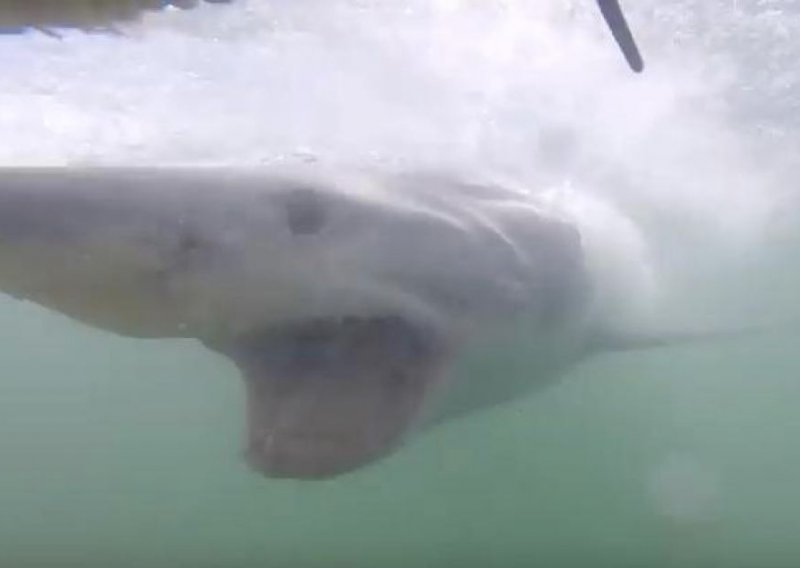 Strahovit napad morske psine uhvaćen kamerom