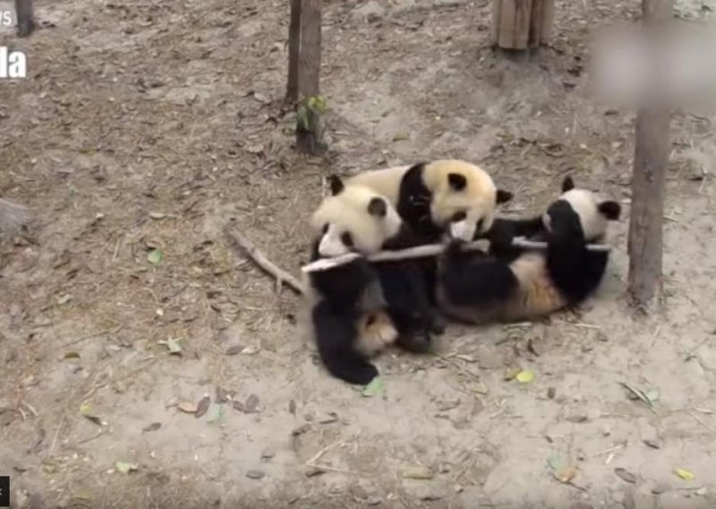 Čak i pande mogu biti gadovi