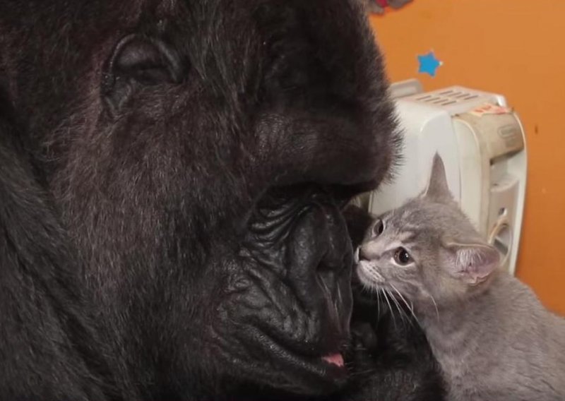 Gorila Koko udomila je dva nova mačića