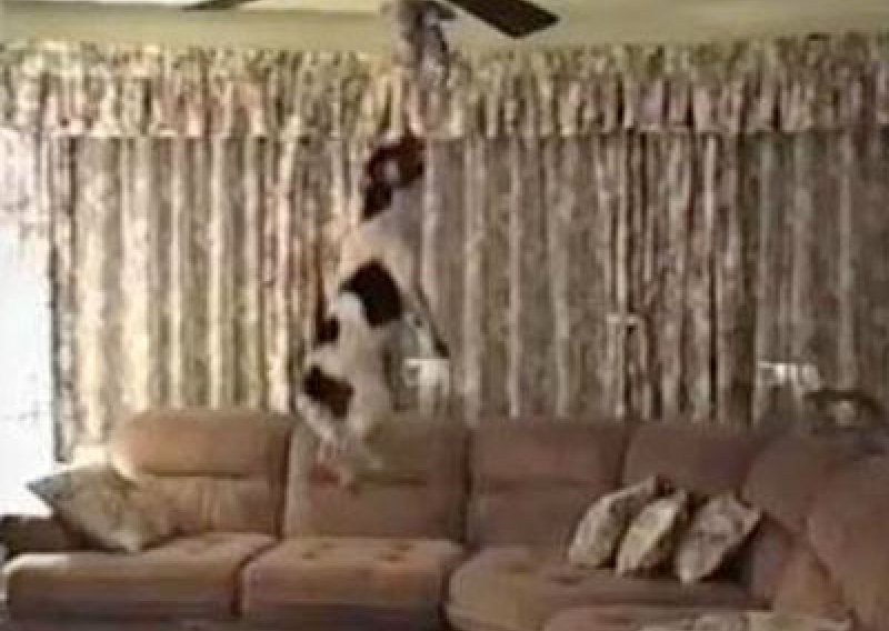 Spretni pas može skočiti čak dva metra u vis