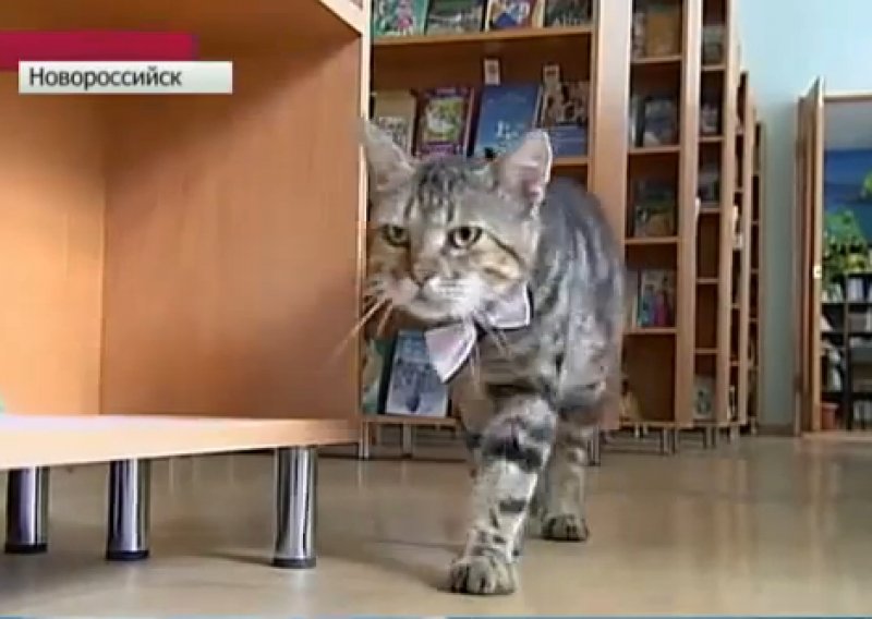 Ruska knjižnica zaposlila je mačku lutalicu