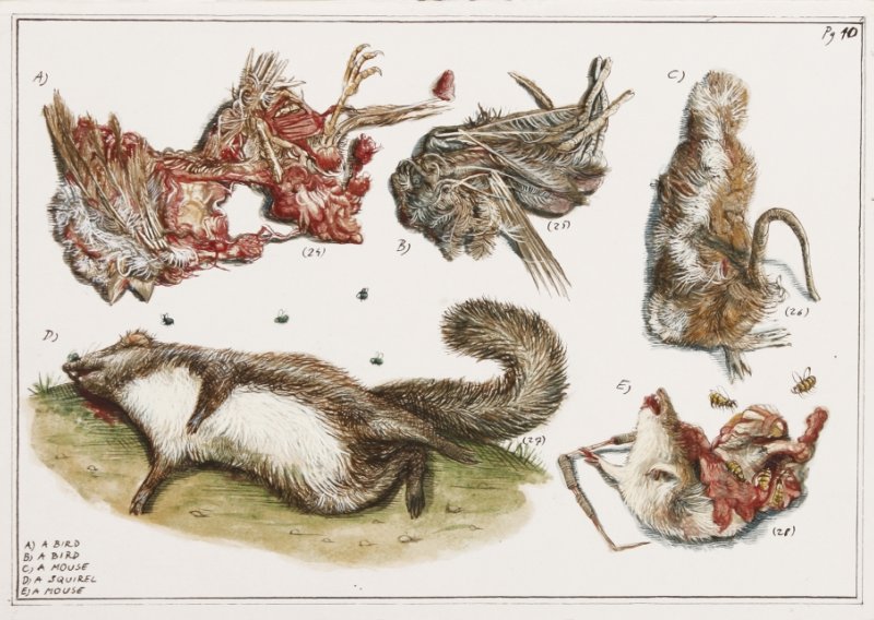Stipan Tadić predstavlja intrigantne crteže pregaženih životinja