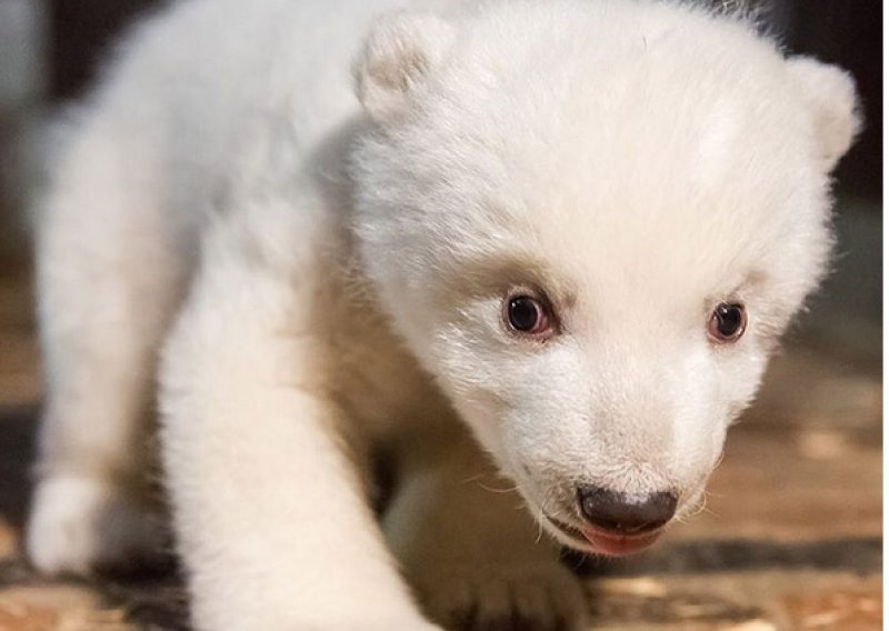 Iznenadno uginuo četveromjesečni polarni medvjedić Fritz, Njemačka tuguje