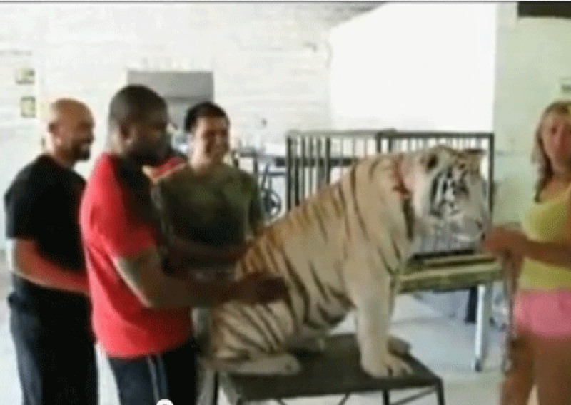 Bivši prvak UFC-a simulirao seks s tigrom