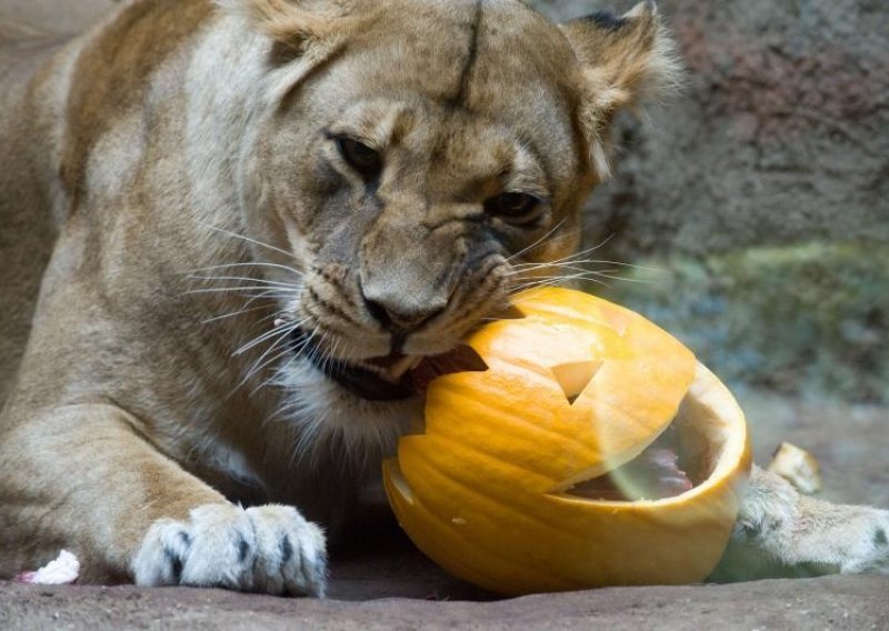 Bundeve oduševile stanovnike zagrebačkog ZOO-a