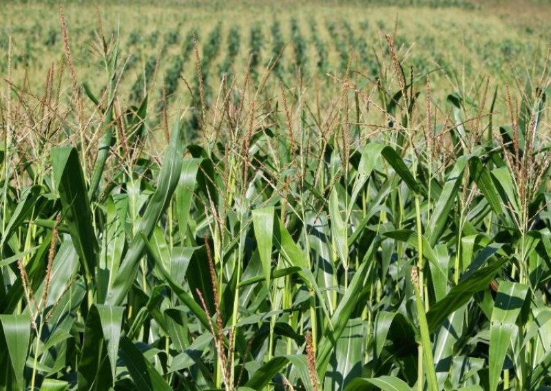 PROMO: EU fondovi u sektoru poljoprivrede i ruralnog razvoja!