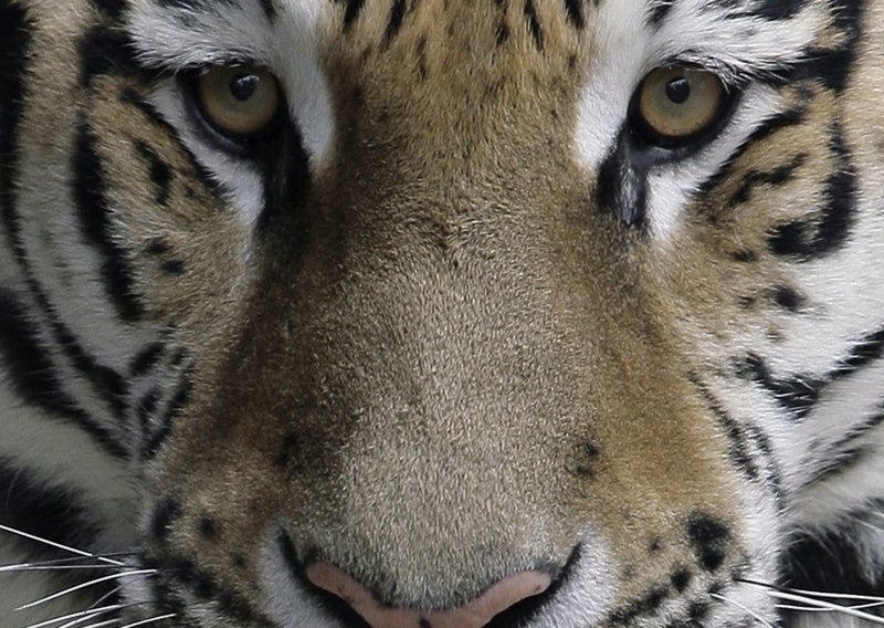 Policija u prtljažniku našla kožu sibirskog tigra
