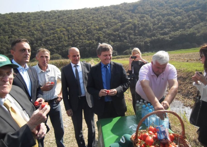 Podravka se sprema za berbu 'super rajčica' u Istri