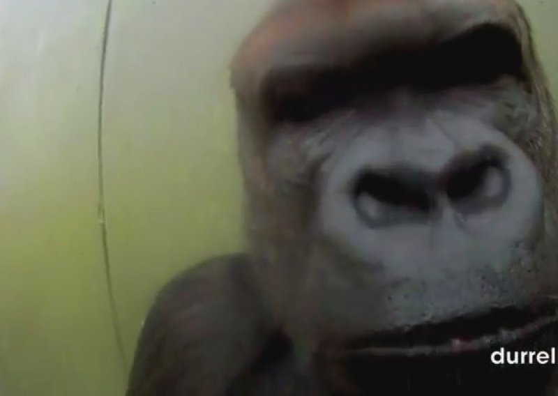 Gorila sam sebe snimio u zoološkom vrtu