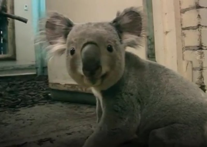 Ovako preslatka koala izgleda kad trči