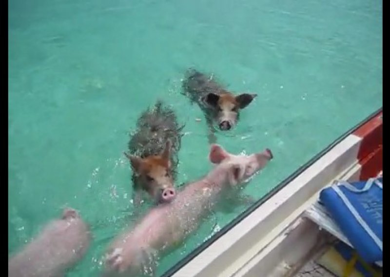 Pogledajte svinje koje plivaju za hranu
