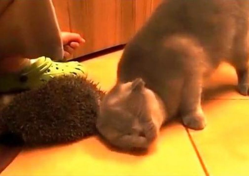 Urnebesan susret mačke s ježom