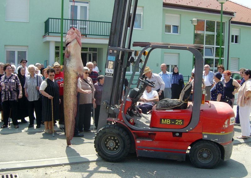 U Vukovaru ulovljen som od 95 kilograma