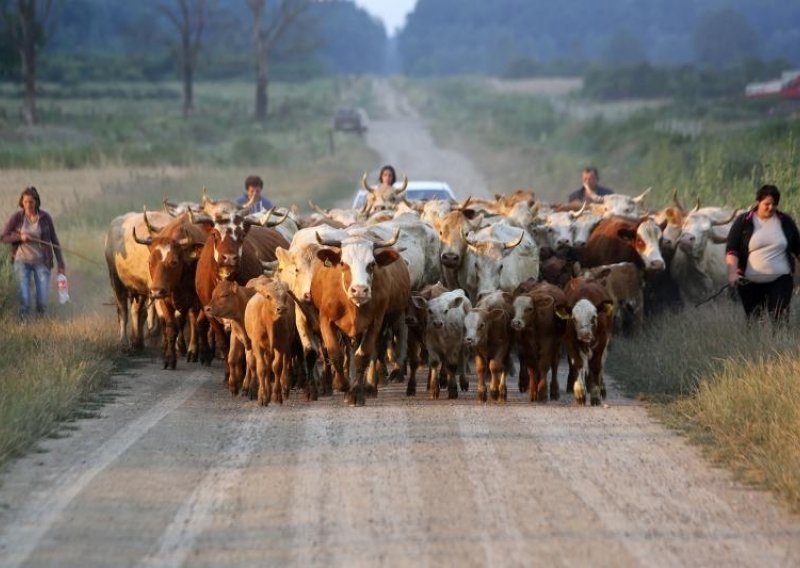 Ogorčeni Markići na otvorenje Dakovačkih vezova vode 140 krava