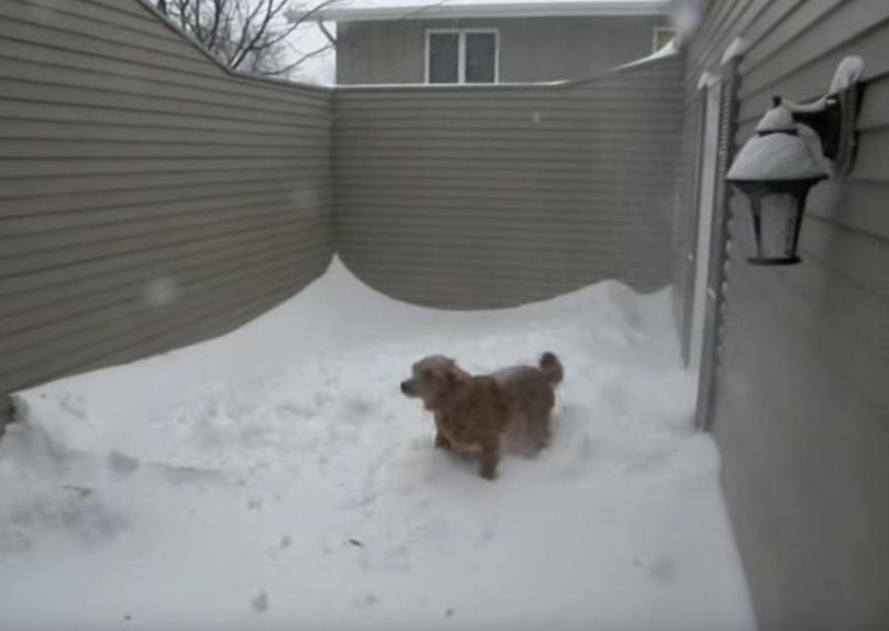 Ludi pas se stvarno veseli snijegu