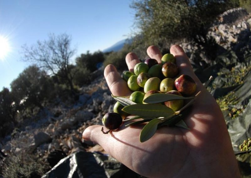 Europska unija uništava milijun stabala maslina