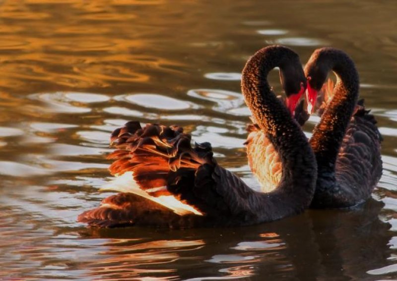 Posvojite zaljubljenu zvijer za Valentinovo