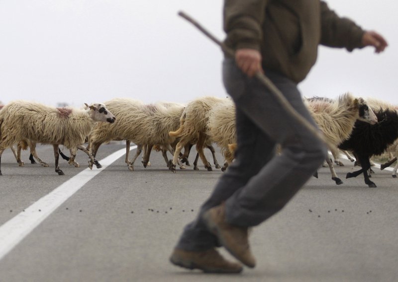 Ubijeno šest ovaca i 14 janjaca
