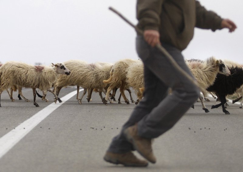 Pijani motorist usred noći naletio na stado ovaca