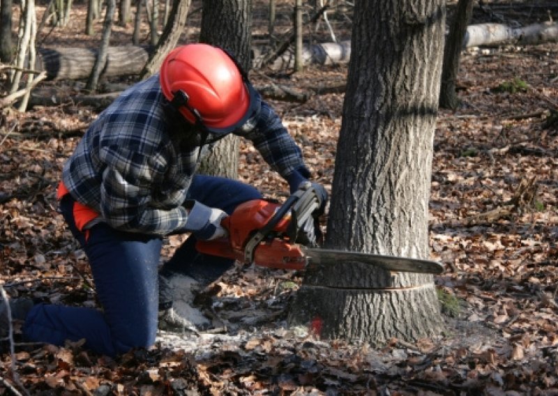 Pilio stablo koje je palo na njega i usmrtilo ga