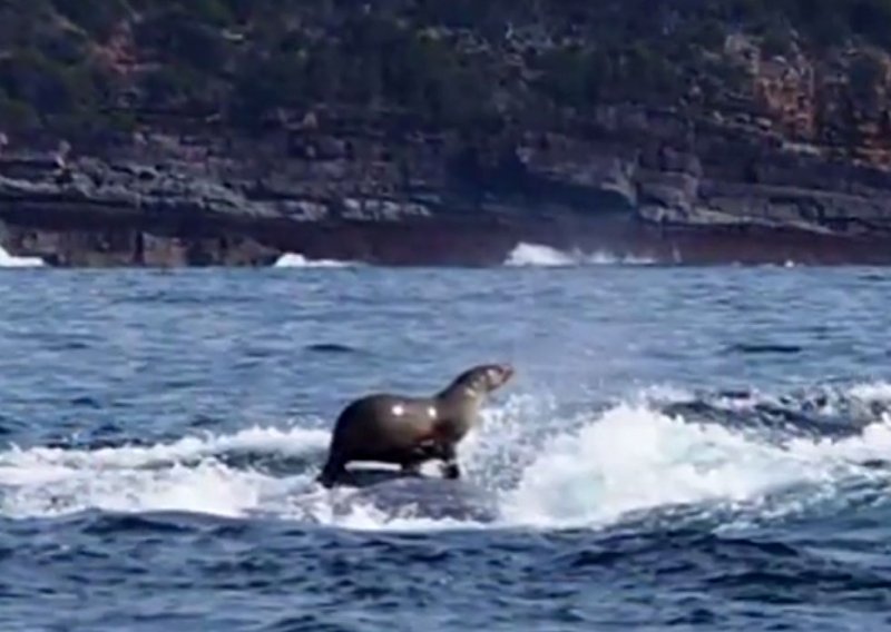 Tuljan se švercao na leđima kita!