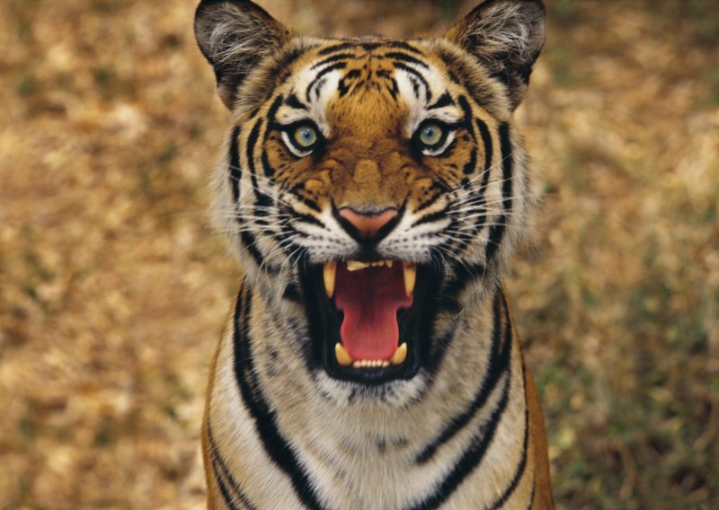 Carinici u torbi pronašli tigra