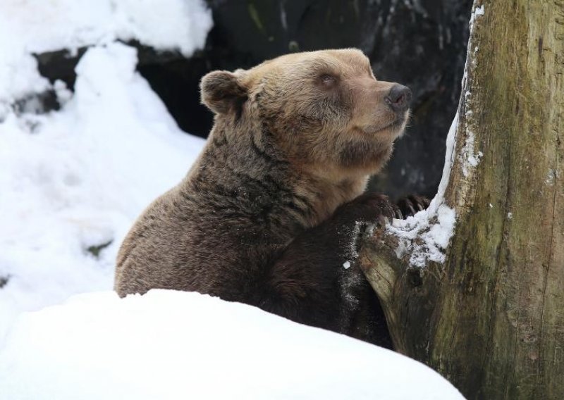 Slovenski medvjed napravio genetski kaos u Pirinejima