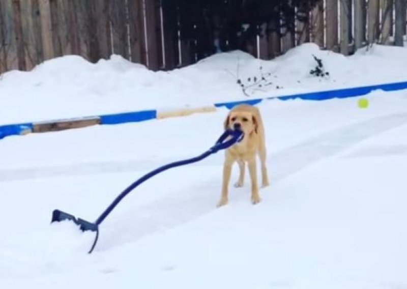 Čak i psi pomažu u čišćenju snijega