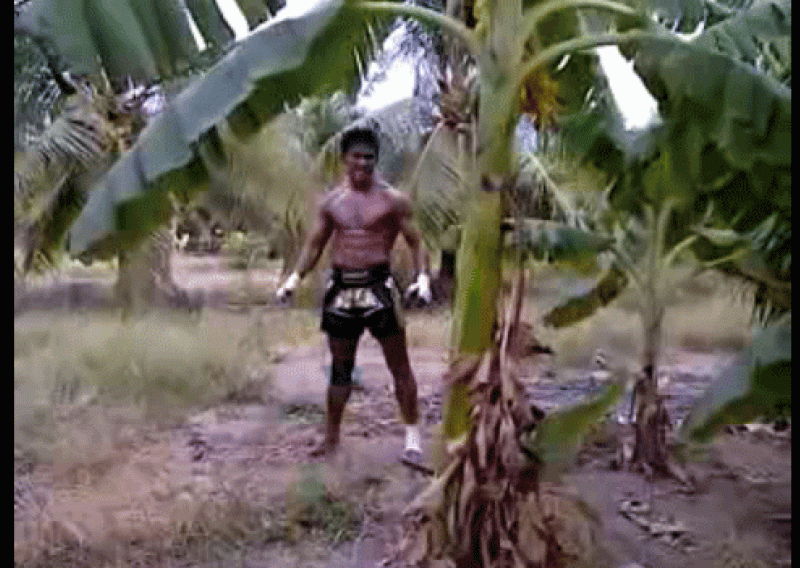 Pogledajte: Kickboxer nogama polomio stablo