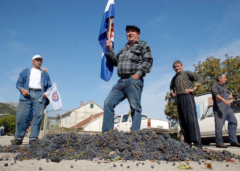 Vinogradari uništavali dingač i zazivali u pomoć Vladu i Uskok