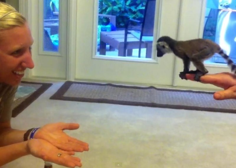 Slatki lemur ne može bez svoje čuvarice