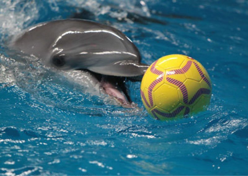 Delfini kao nogometni majstori u vodi