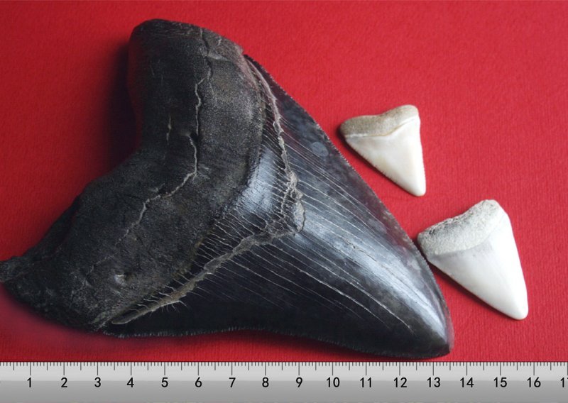 Pronađeni ostaci dosad nepoznatog morskog psa