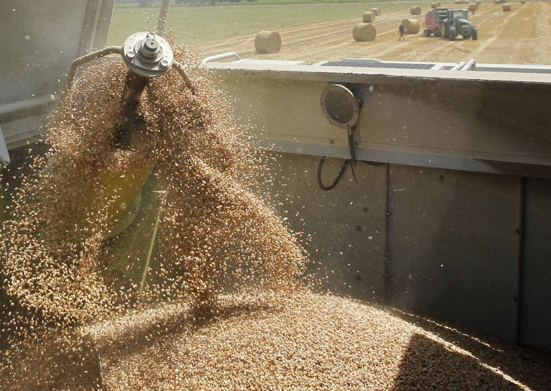 Urod pšenice za 13 posto nadmašio lanjski
