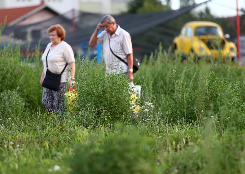 Oprez, za vikend koncentracija peludi ambrozije na vrhuncu