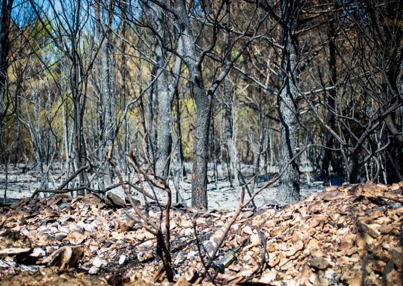 Što država radi s izgorjelom šumom i hoće li na njoj niknuti apartmani?