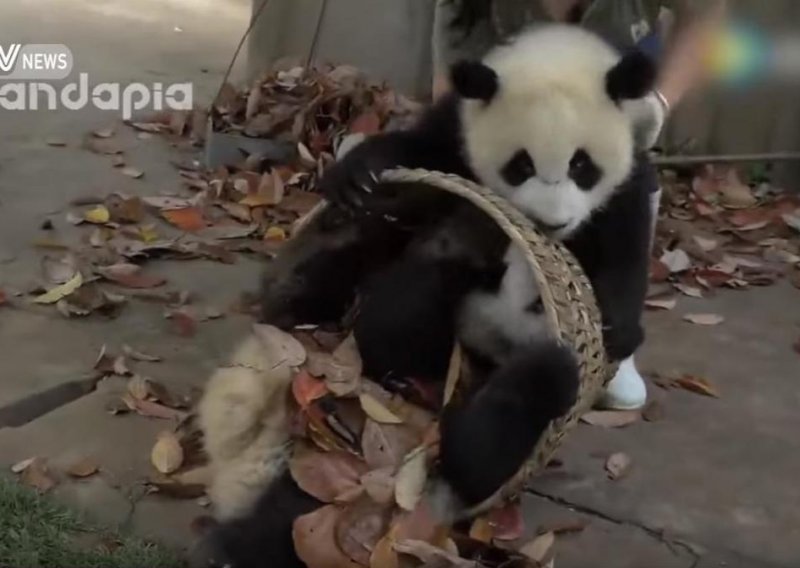 Pandice se ne žele odvojiti od svoje košare