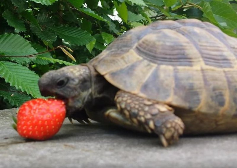 Kornjača uživa u sočnoj jagodi