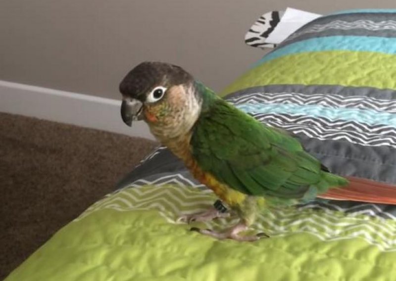 Papagaj ne želi apsolutno ništa na krevetu