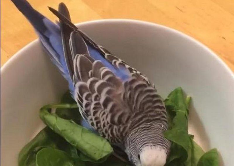 Ovaj mali papagaj jede na vrlo čudan način