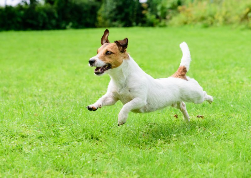 Zašto su Jack Russell terijeri sve popularniji