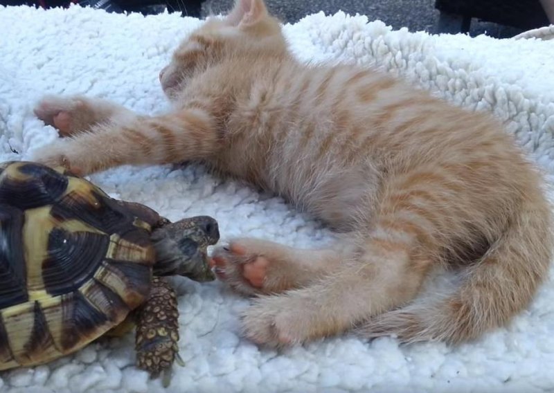Slatka kornjača pokušava pojesti mačića