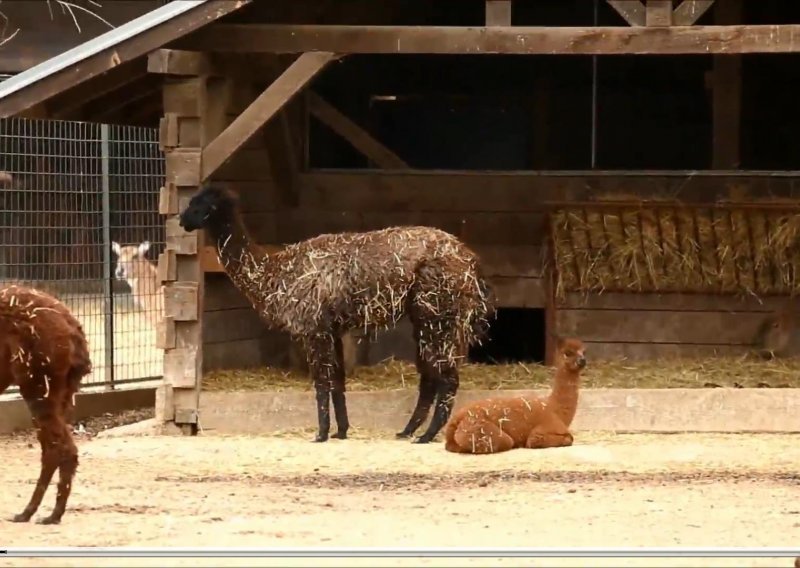 Stigla prva ovogodišnja prinova u ZOO