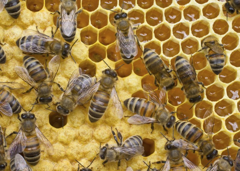 Slovenci otvorili apikomoru, mjesto za rješevanje stresa uz pomoć pčela