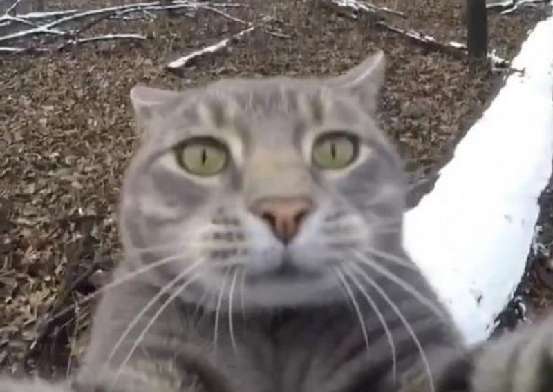 Upoznajte Mannyja – mačka koji radi selfije!